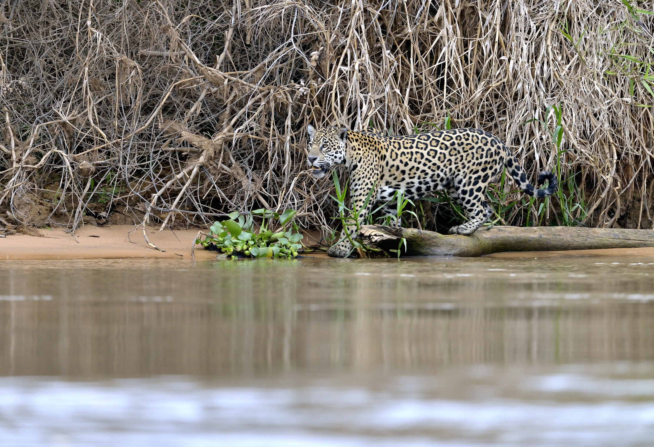 Pantanal 2015 - Jaguar