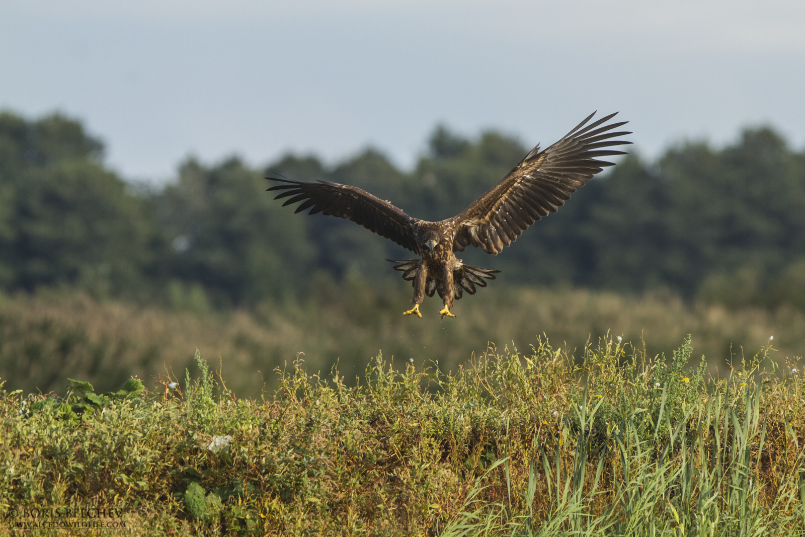 Aquile dalla coda bianca (Haliaeetus albicilla)