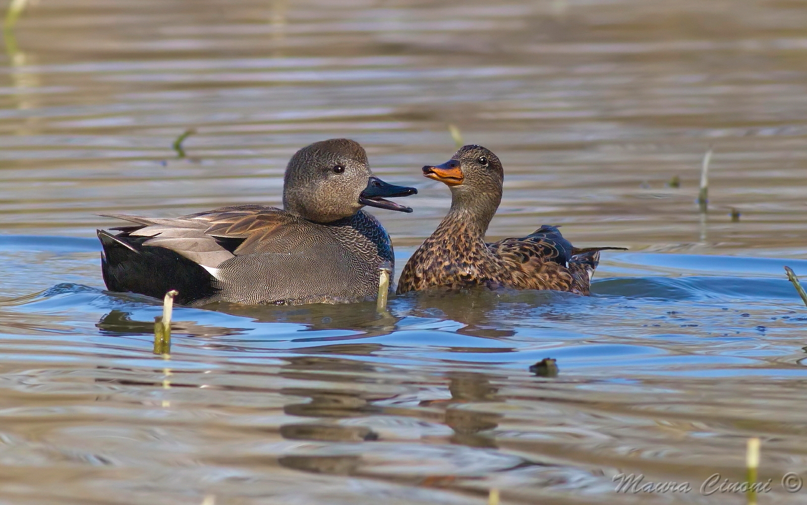 Gadwalls Couple