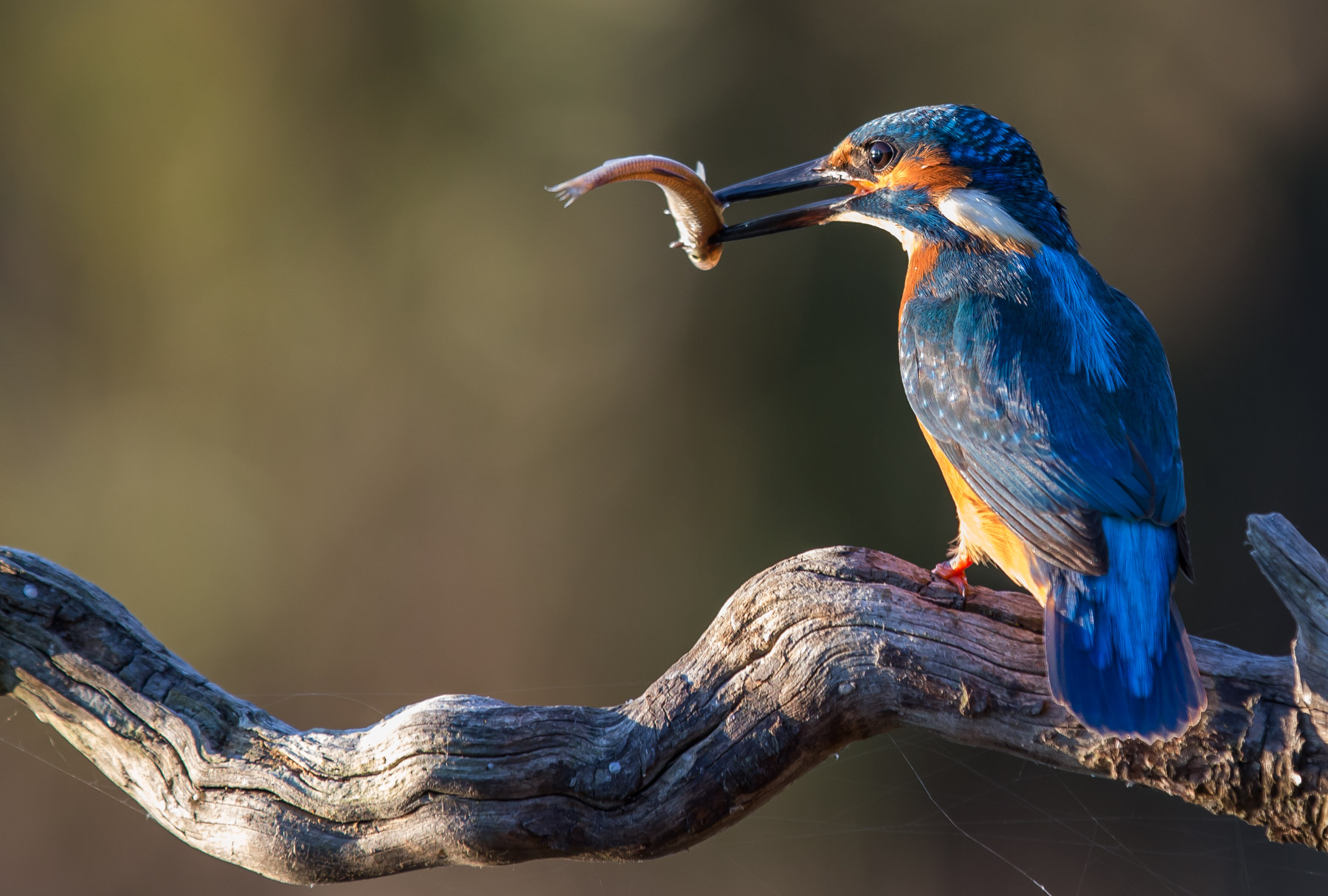 Kingfisher