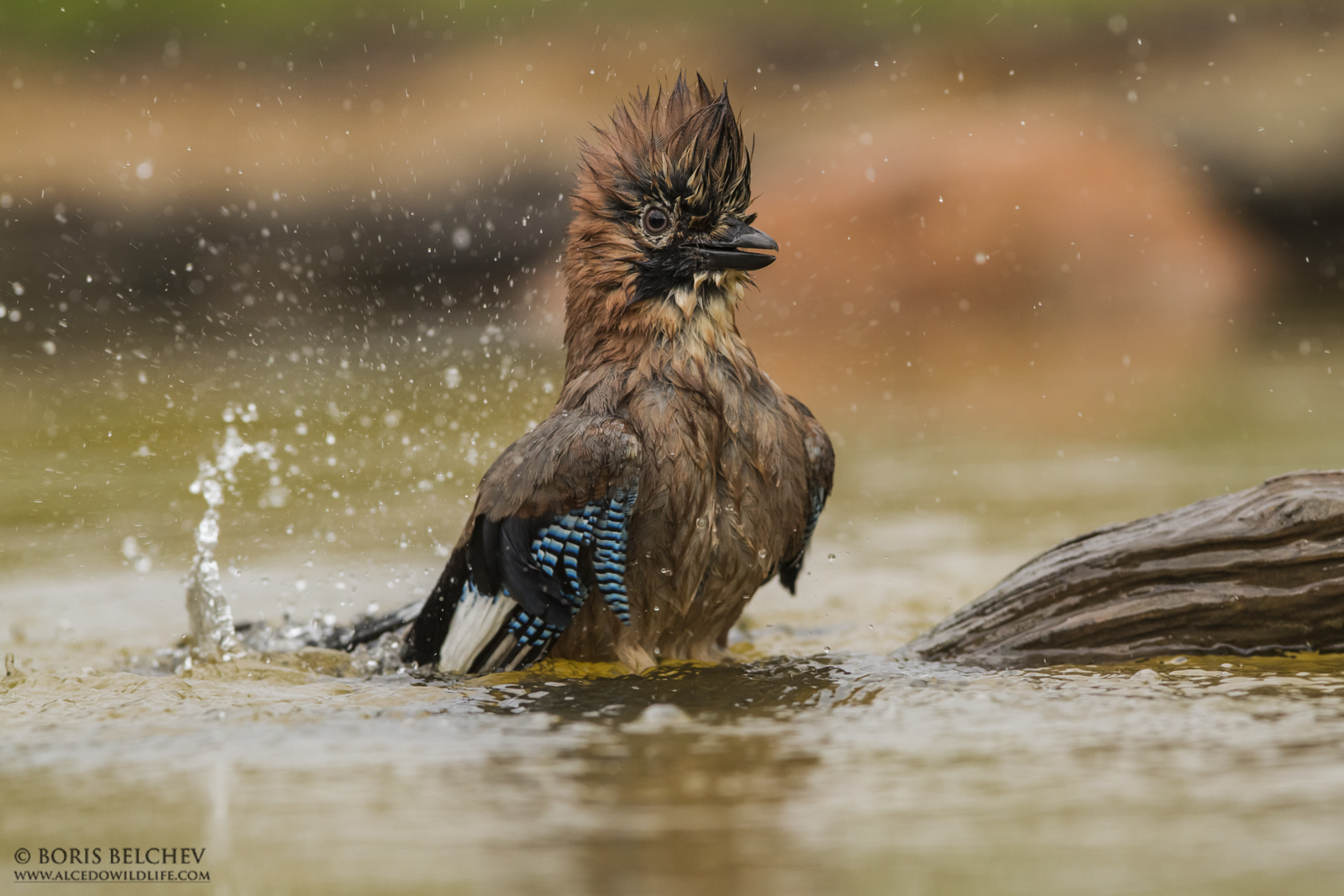 Eurasian Jay (Garrulus glandarius)