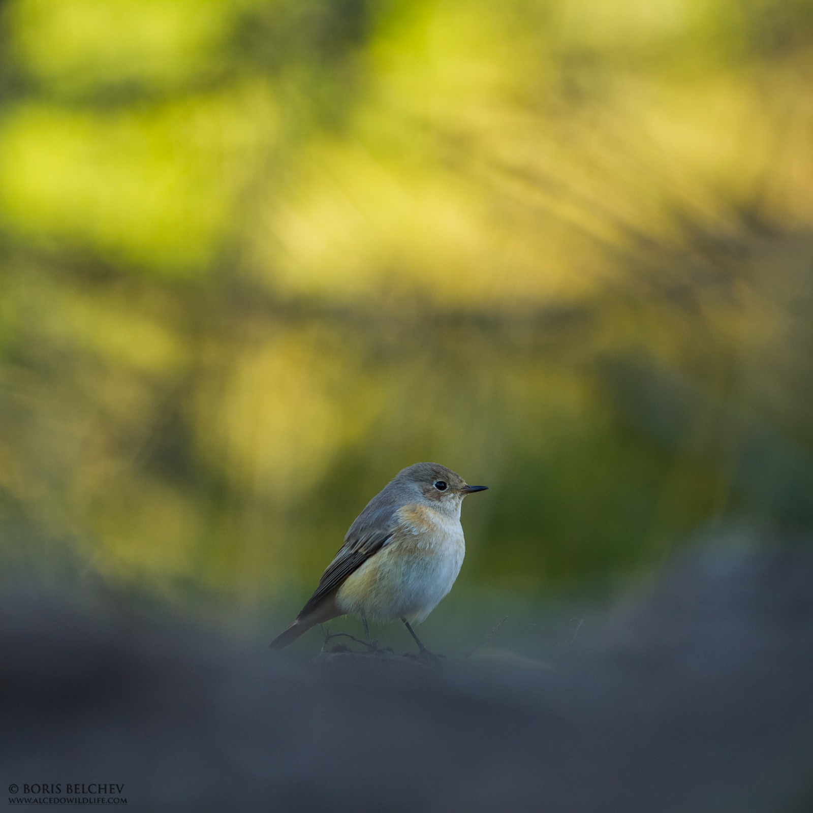 Common Redstart (Phoenicurus phoenicurus)