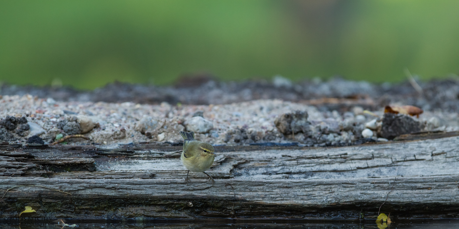 Luì piccolo (Phylloscopus collybita)