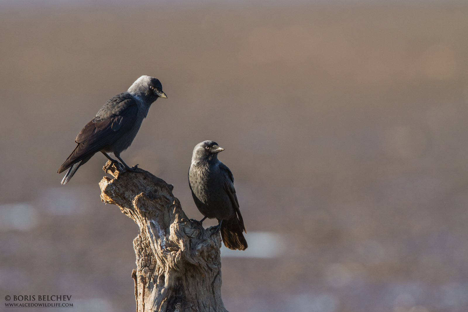 Taccola eurasiatica (Corvus monedula)