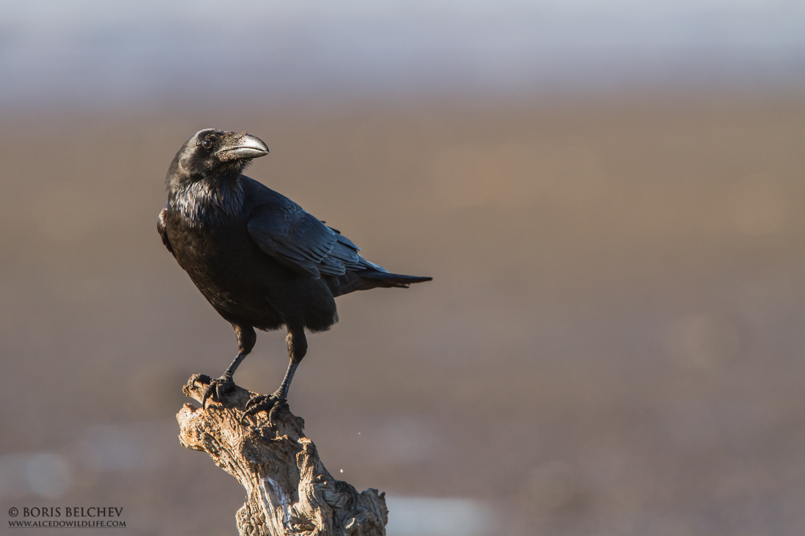 Raven (Corvus Corax)