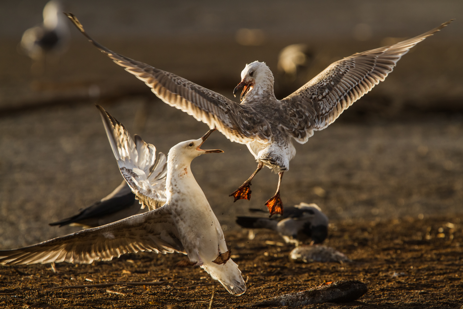 Caspian Gull (Larus cachinnans)