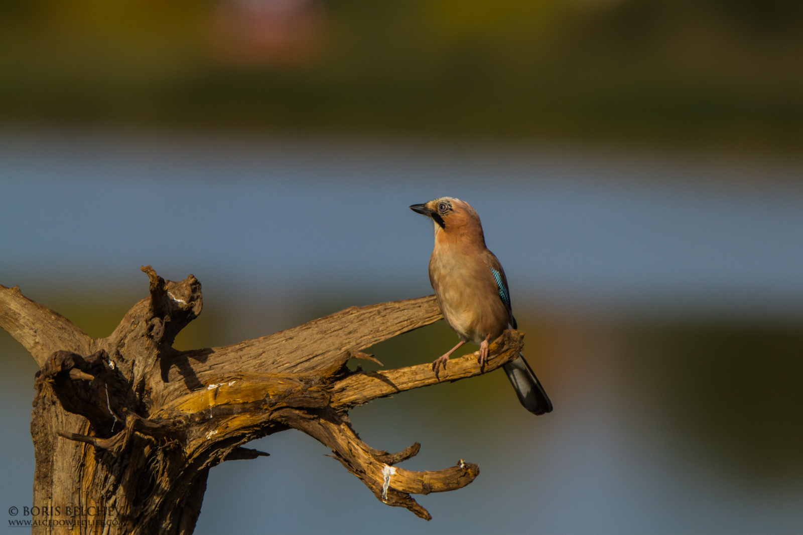 Eurasian Jay (Garrulus glandarius)