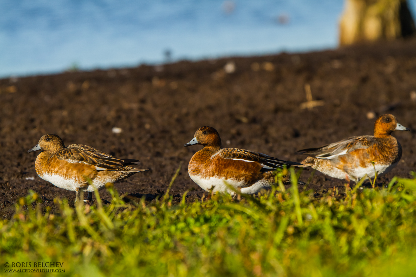 Fischione (Anas penelope)