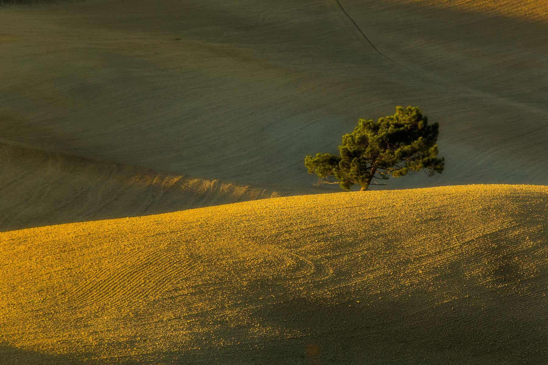 il pino sulla collina