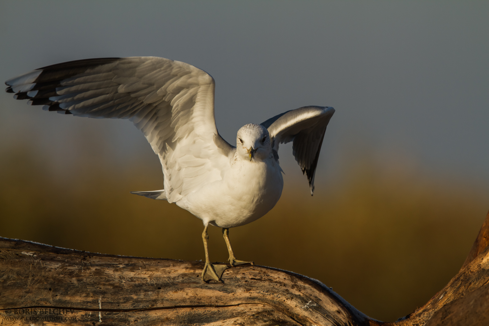 Gabbiano comune (Larus canus)