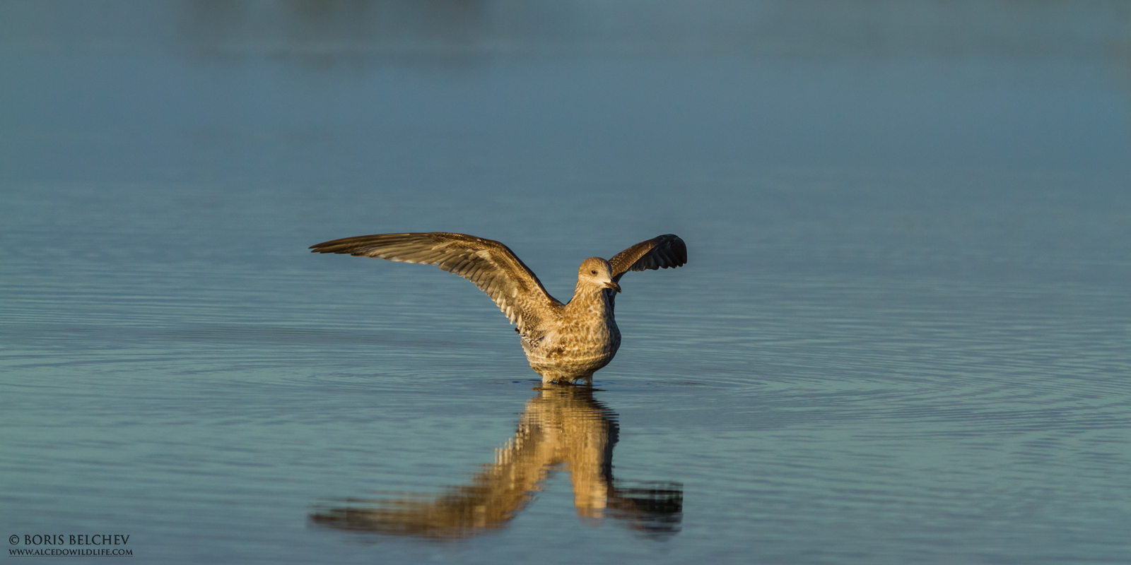 Gabbiano reale (Larus argentatus)