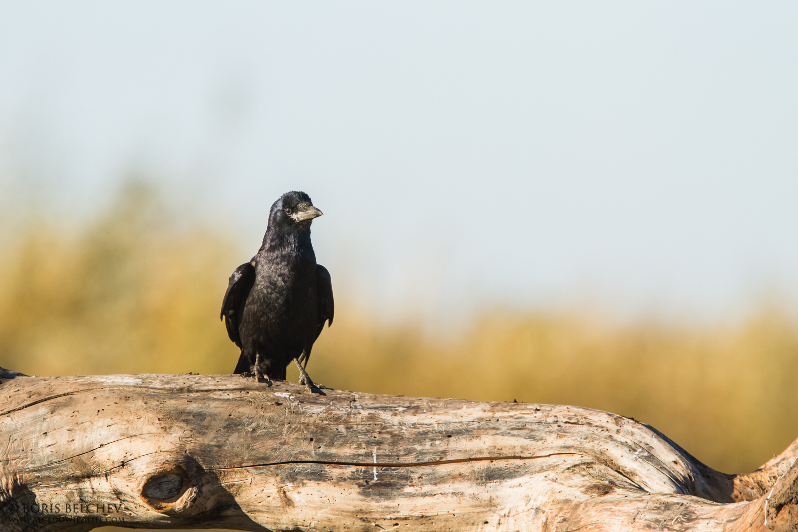 Rook (Corvus frugilegus)