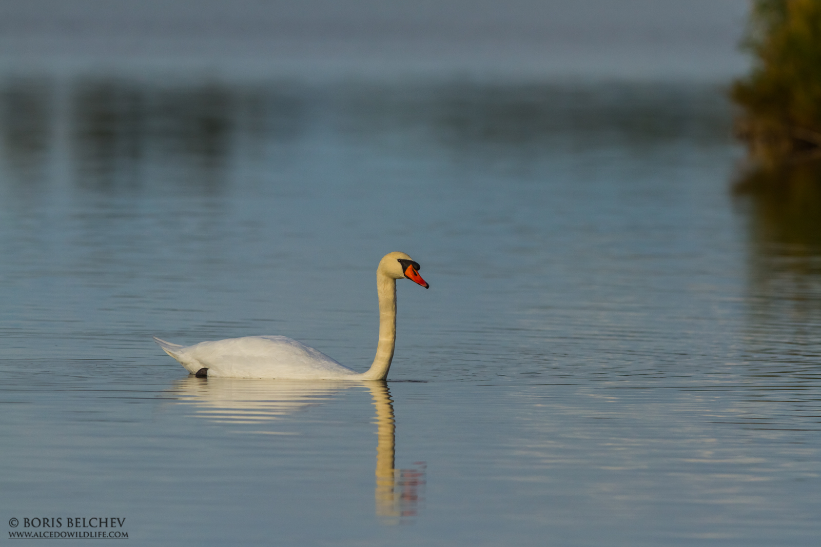 Mute Swan (Cygnus olor)