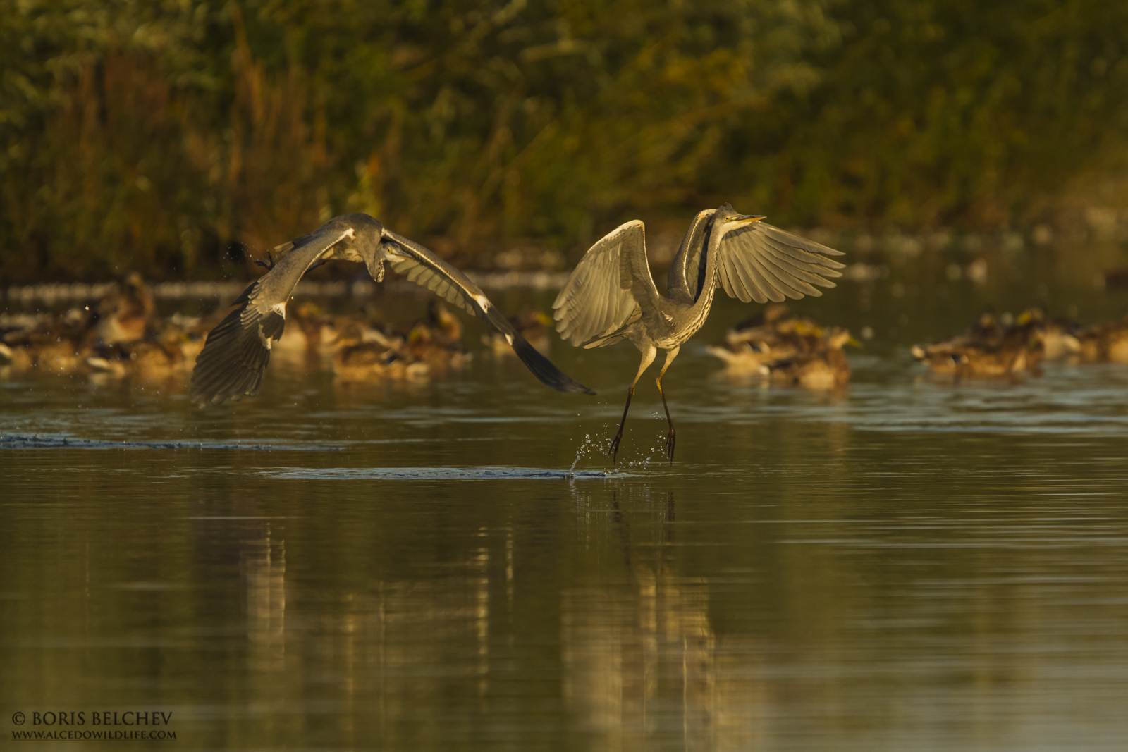Airone cenerino (Ardea cinerea)