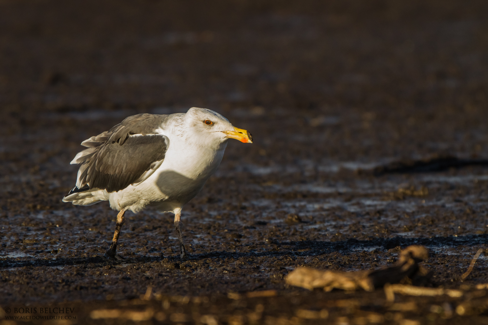 Grande gabbiano col dorso nero (Larus Marinus)