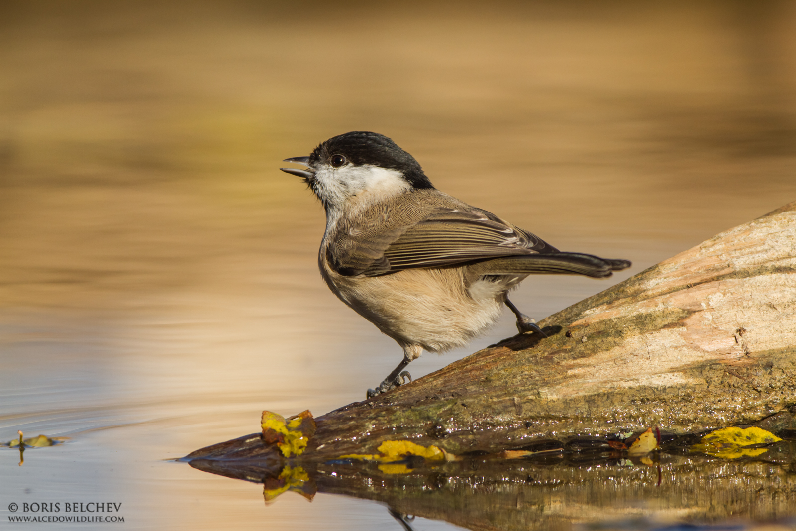 Marsh Tit (Poecile palustris)