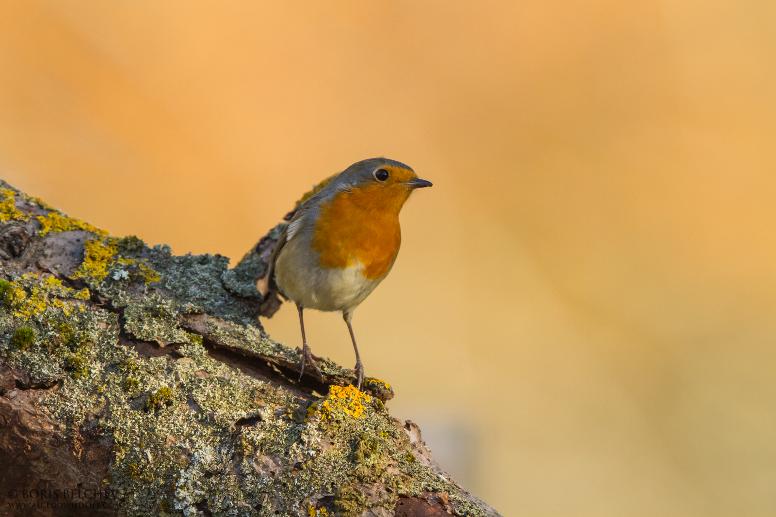 Robin (Eruthacus rubecula)