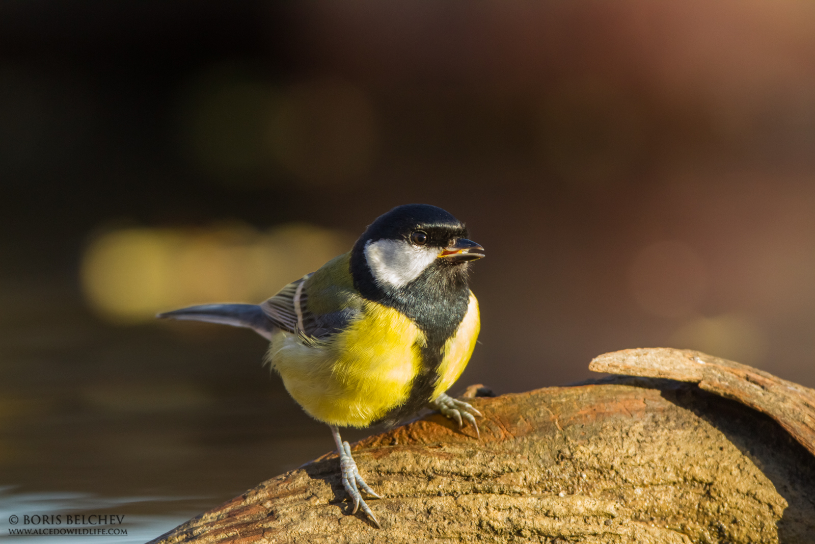 Great Tit (Parus major)
