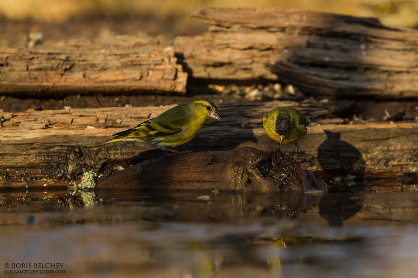 Siskin (Spinus spinus)