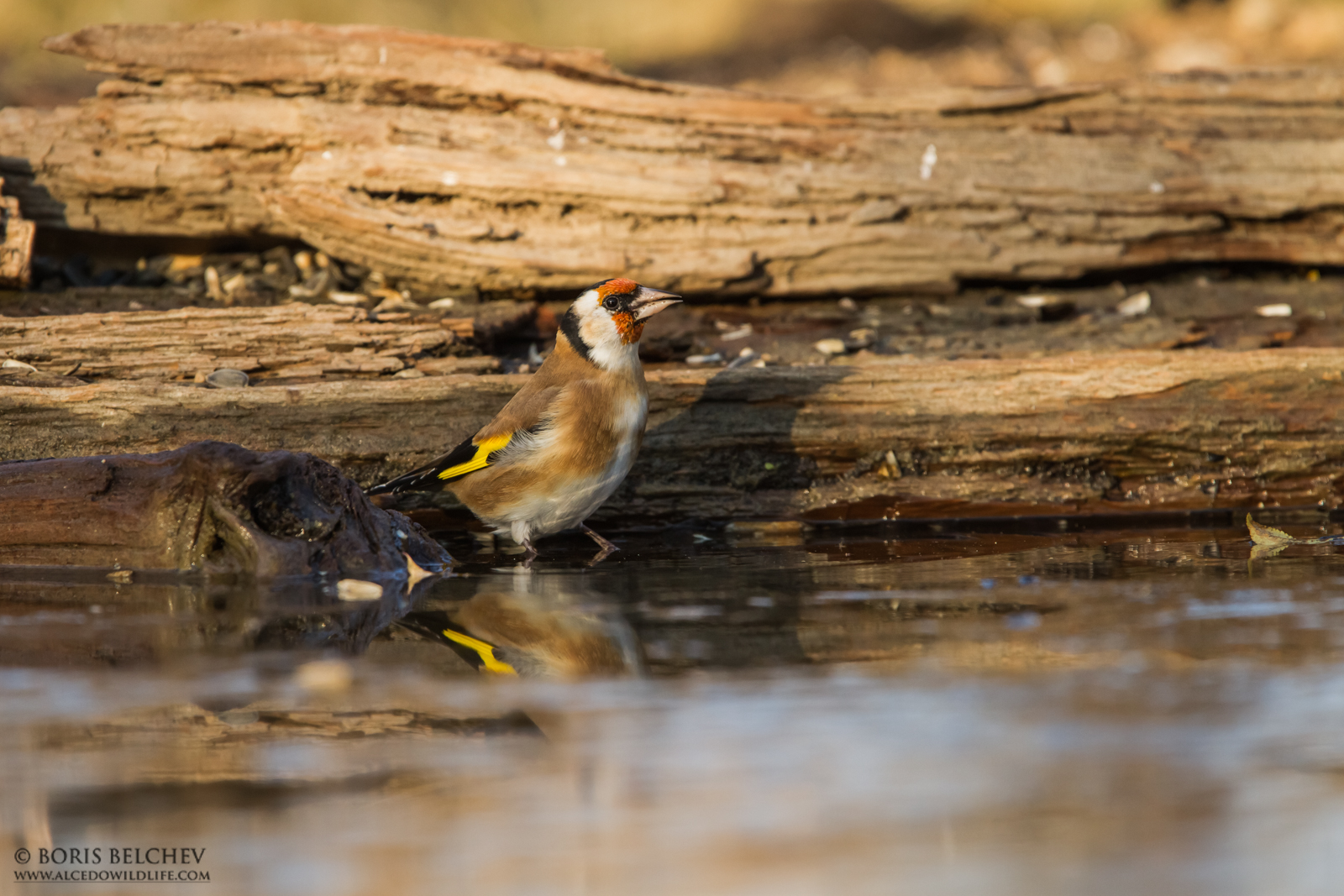 Goldfinch (Carduelis carduelis)