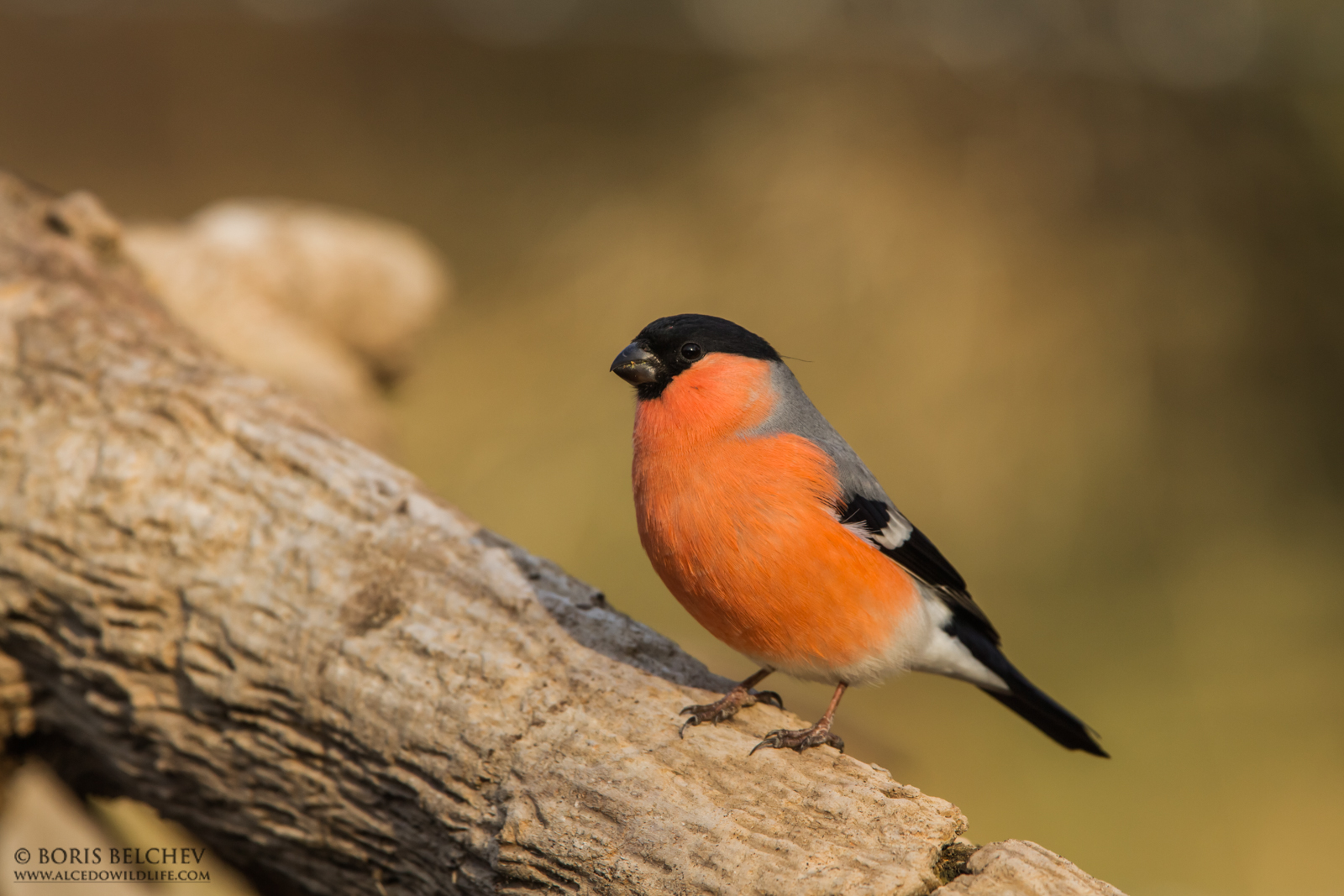 Ciuffolotto (Pyrrhula pyrrhula)