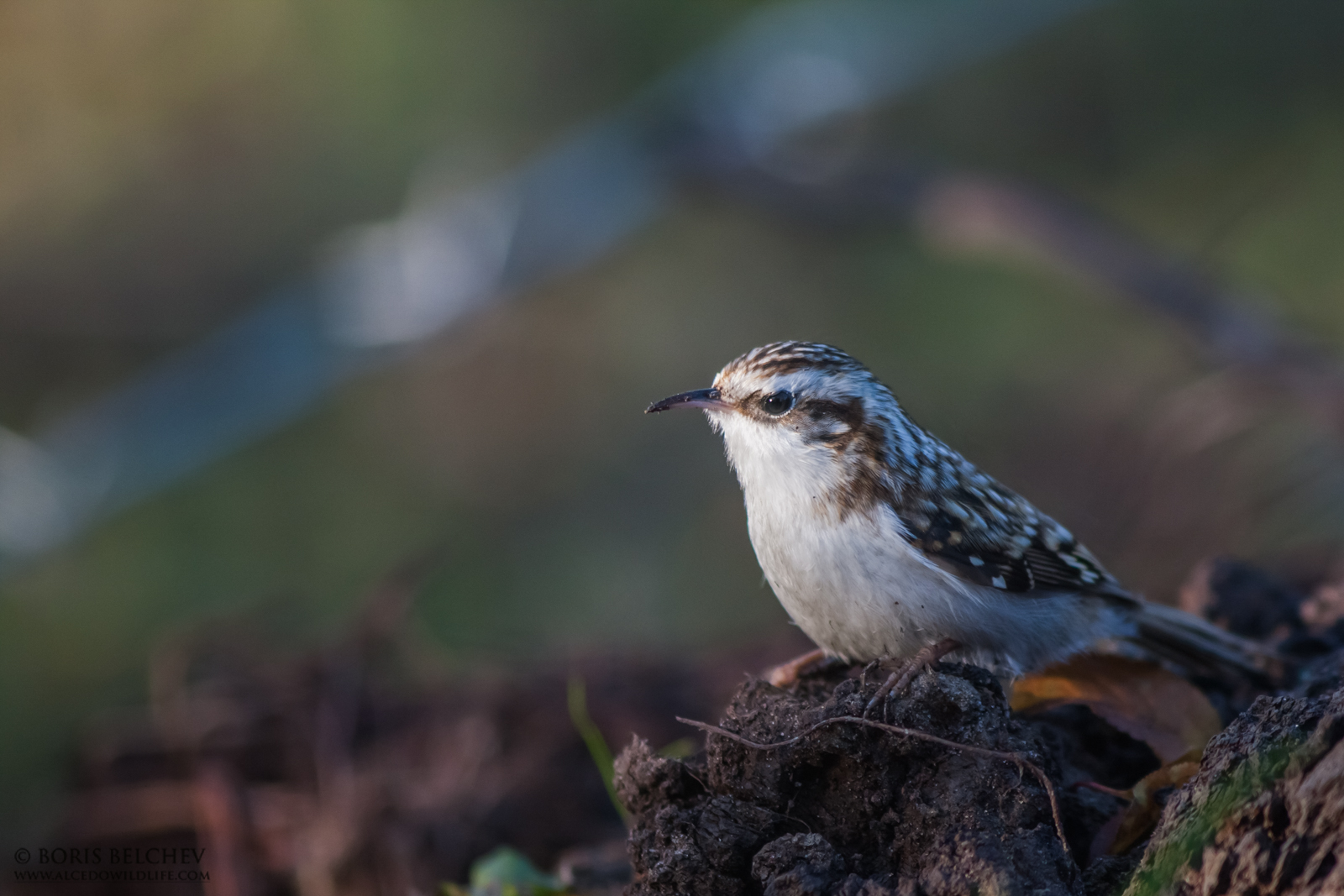Eurasian Treecreeper (Certhia familiaris)