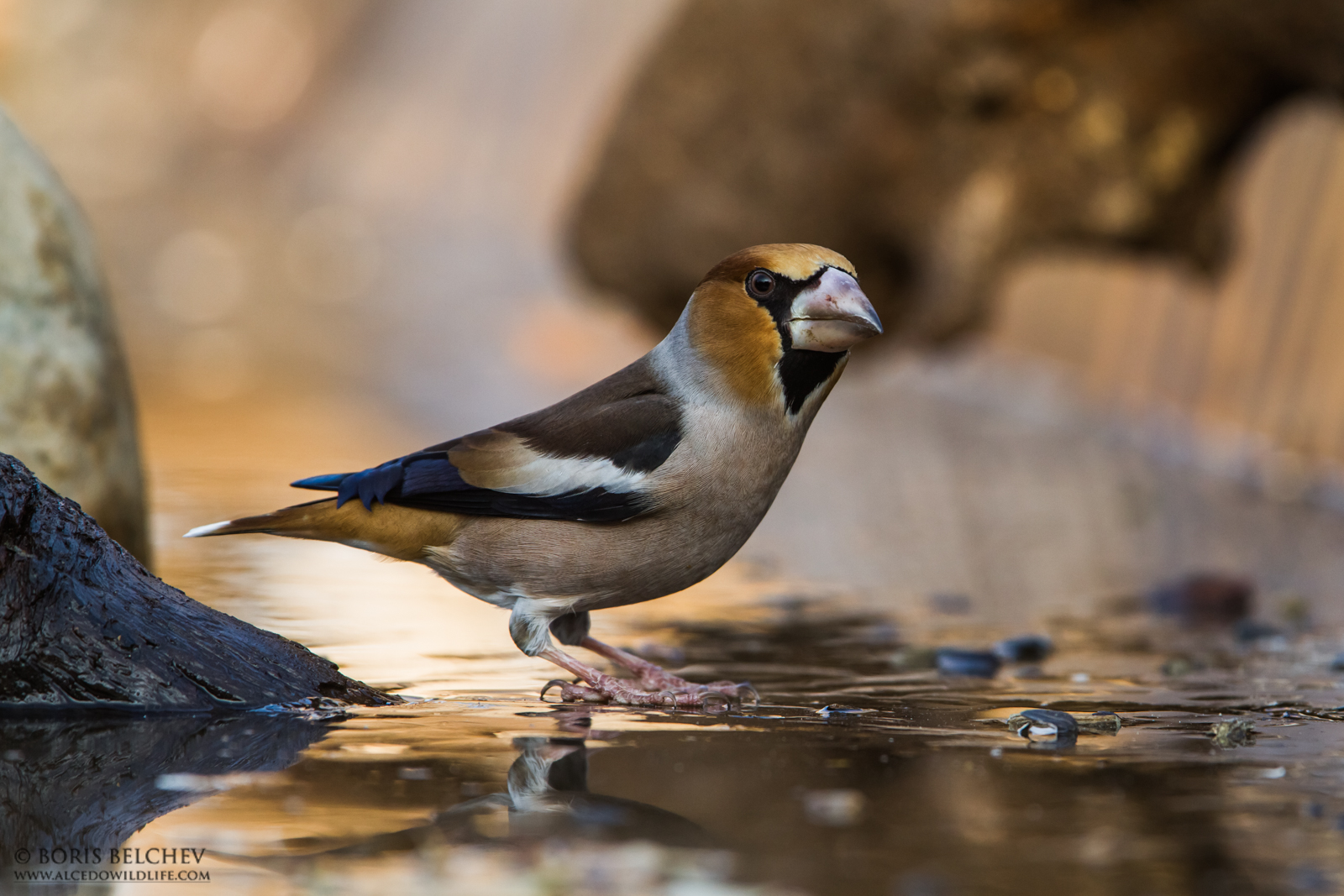 Frosone (Coccothraustes coccothraustes)