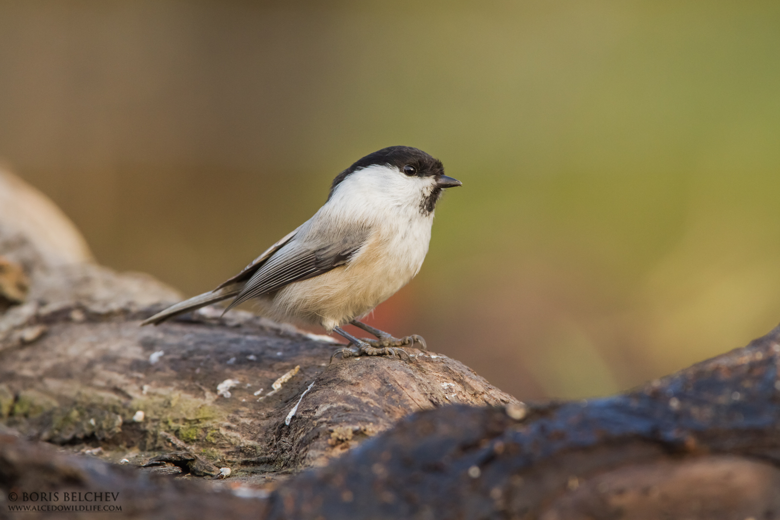 Willow Tit (Poecile montanus)