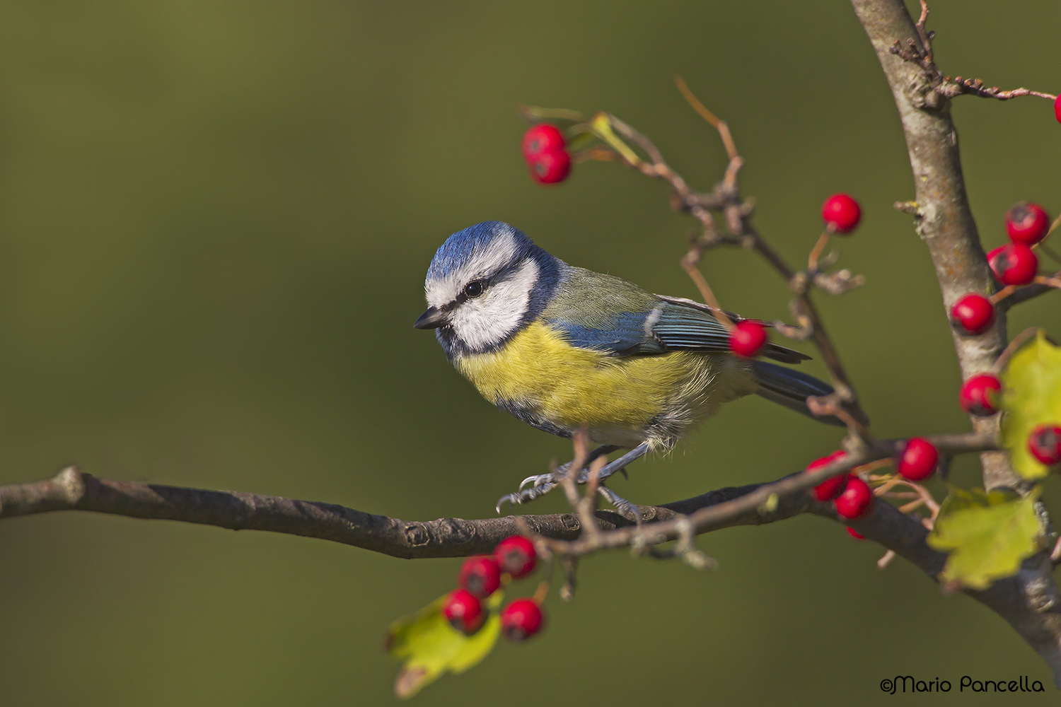 La bella Cinciarella