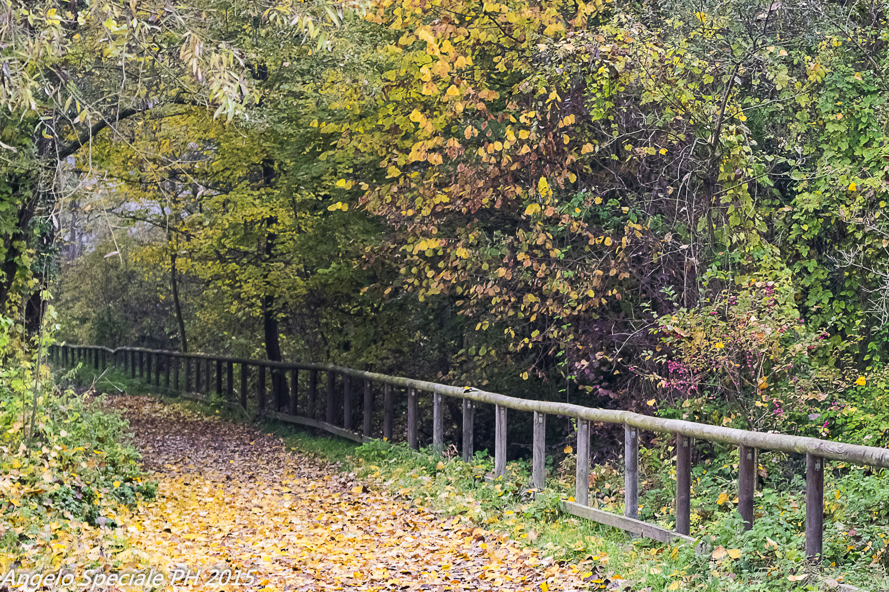 una passeggiata nel bosco