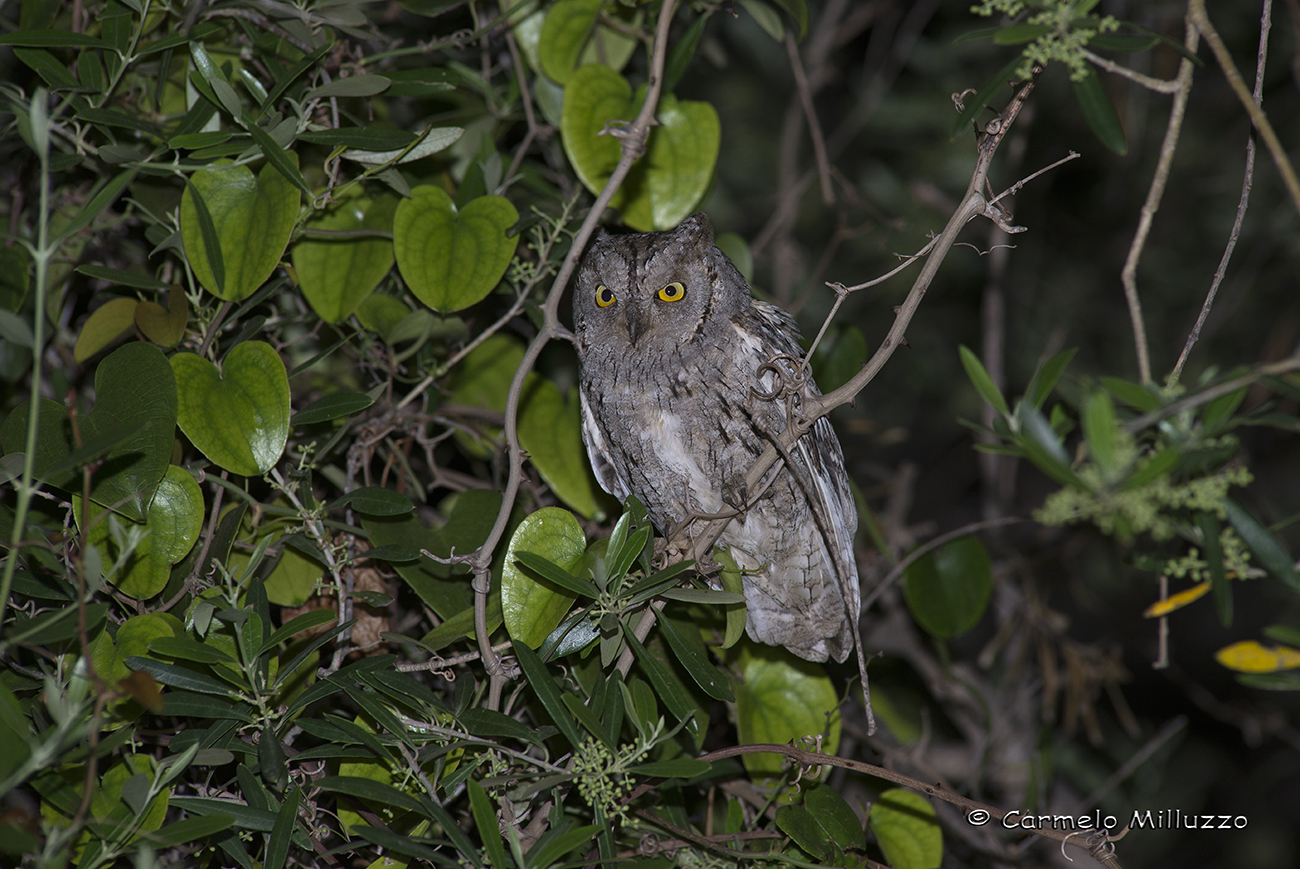 Assiolo? Otus scops?