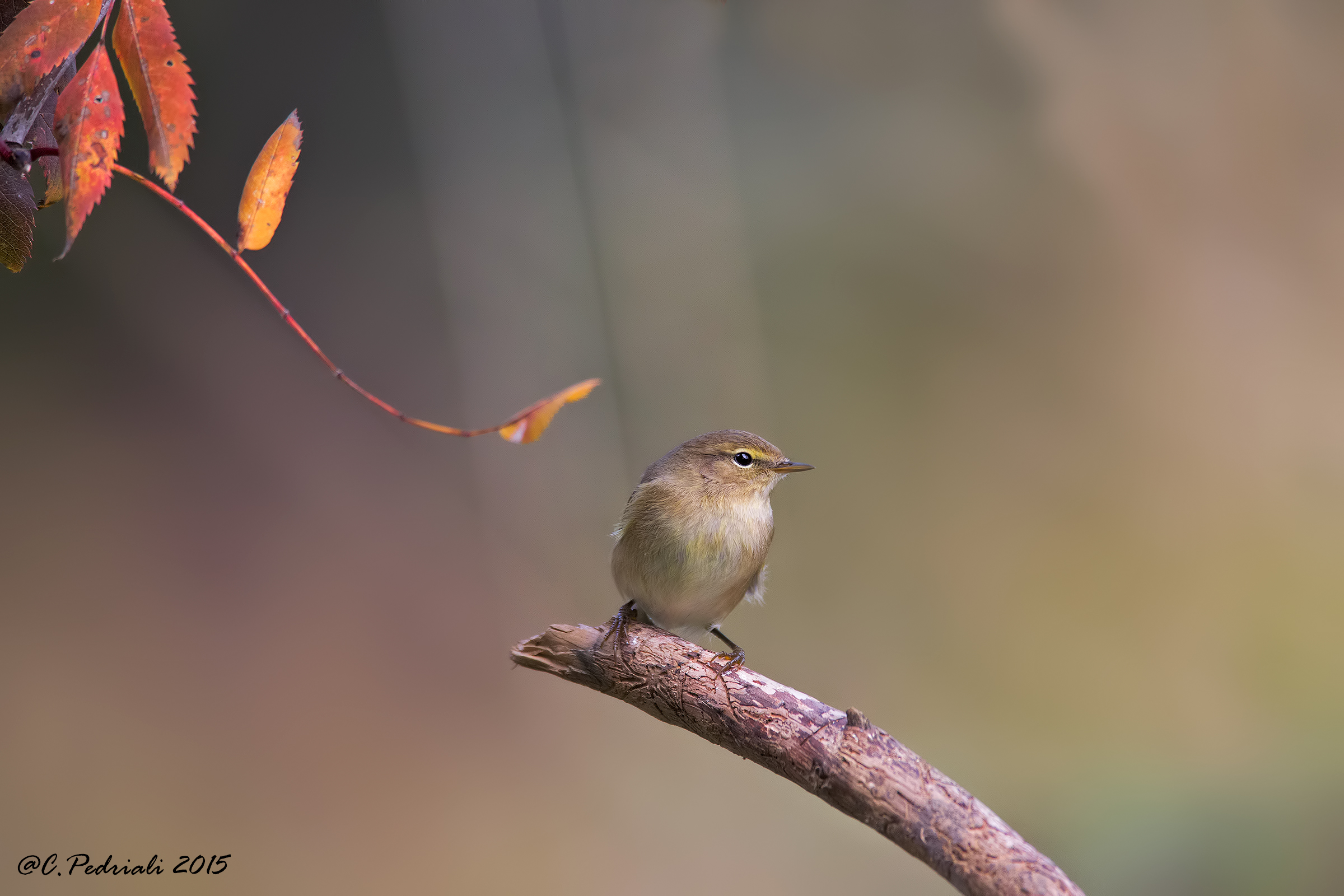Autumn tones ... (Chiffchaff)