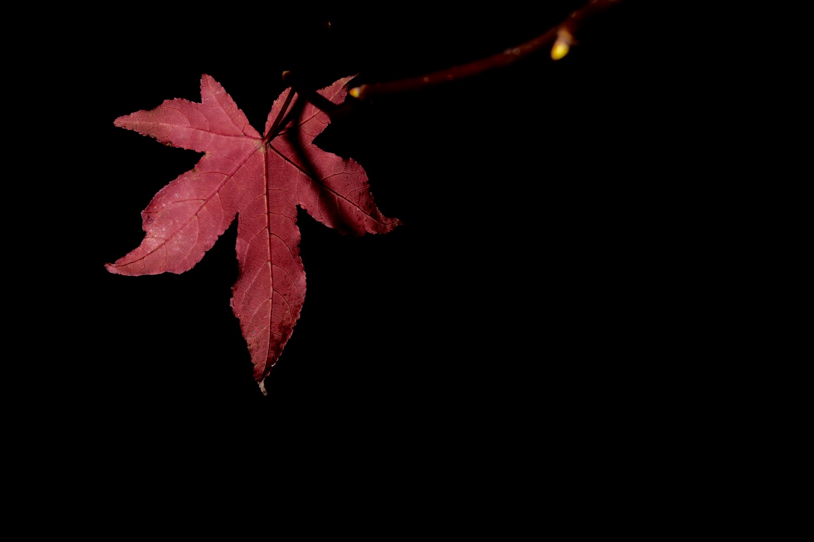 Si sta come le foglie...