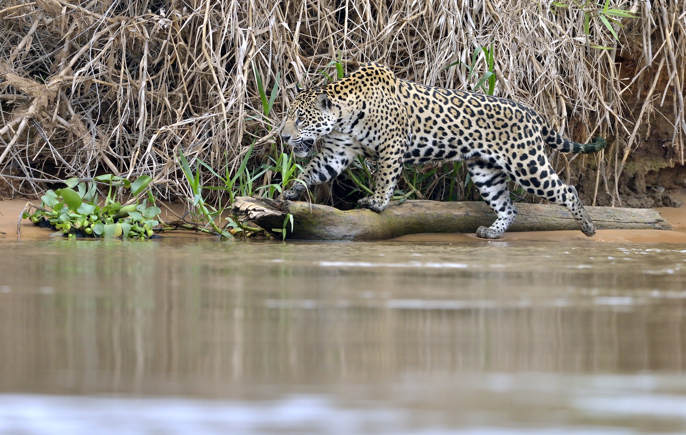 Pantanal 2015 - Jaguar