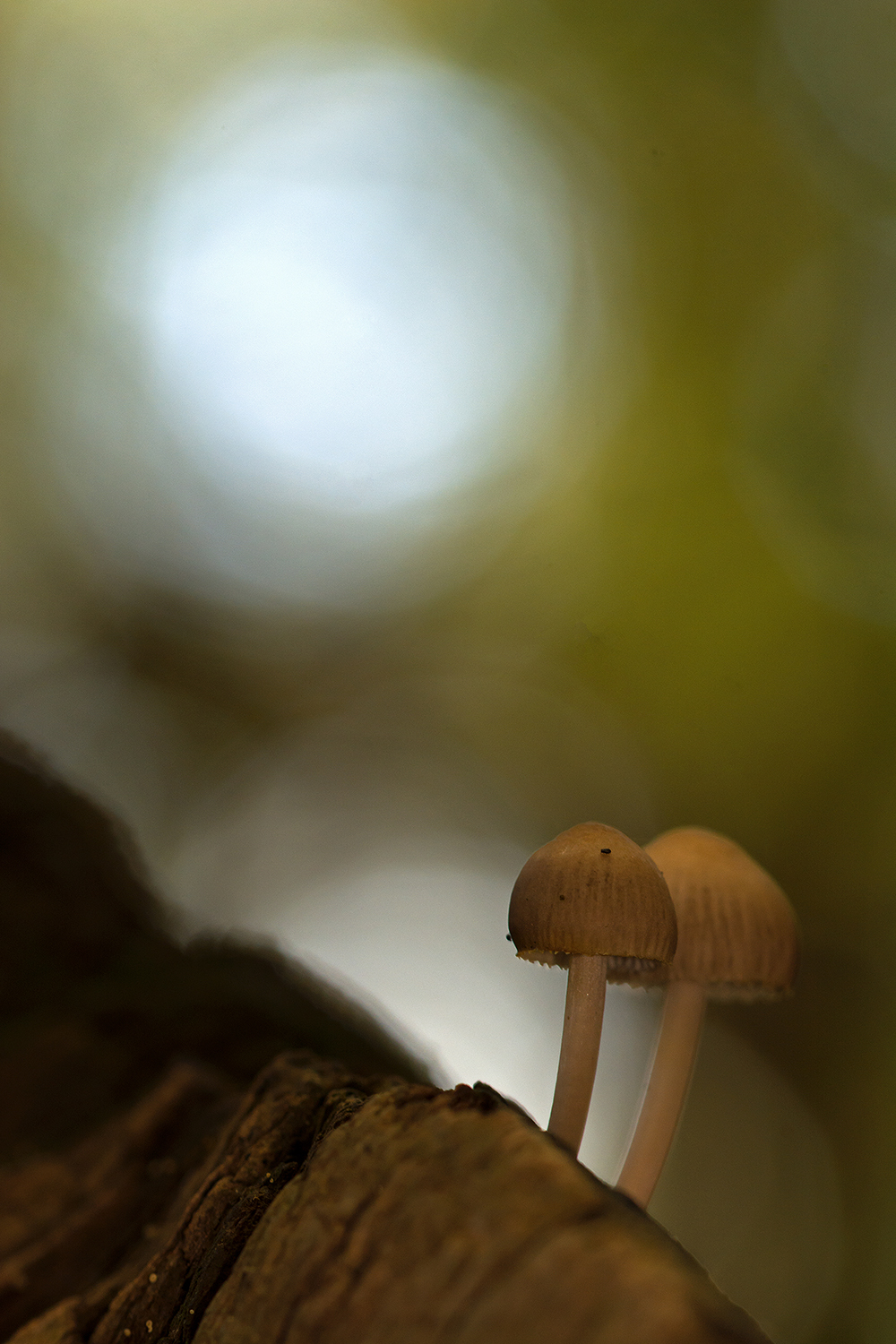 Dreamlike mushrooms