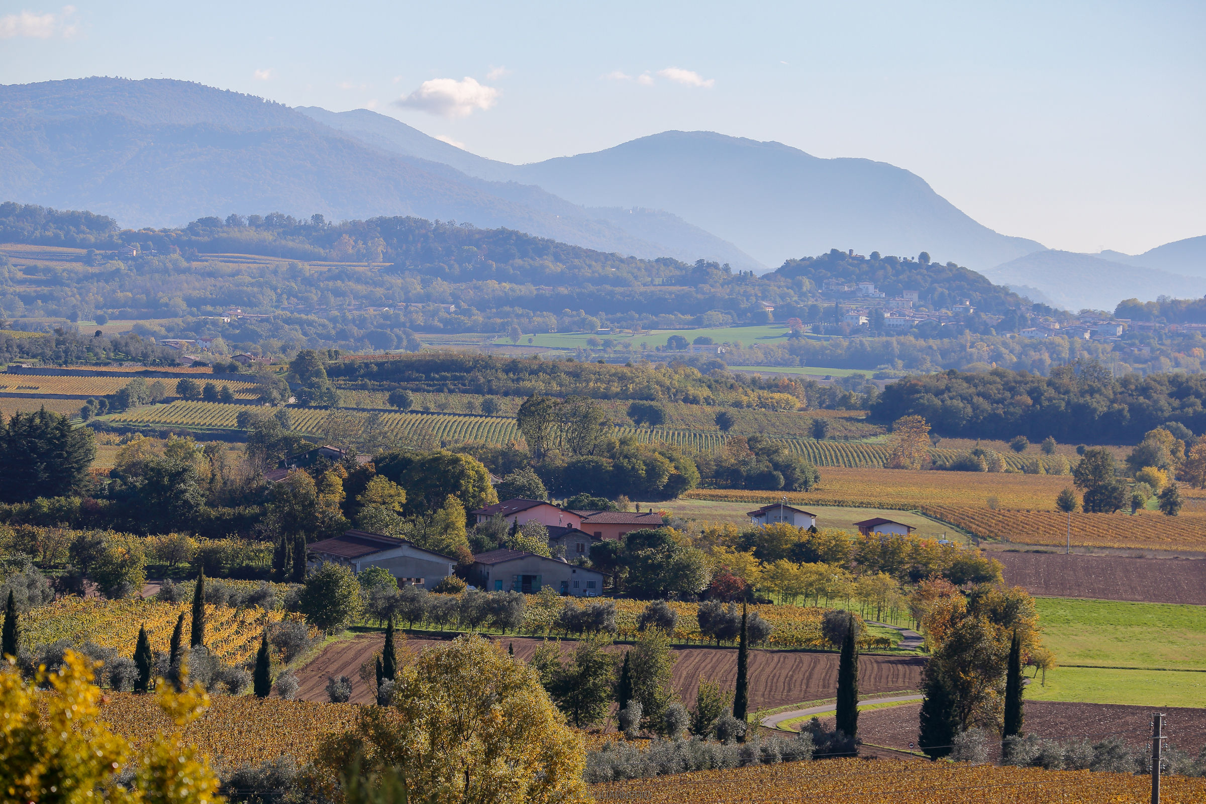 Franciacorta yellow vine