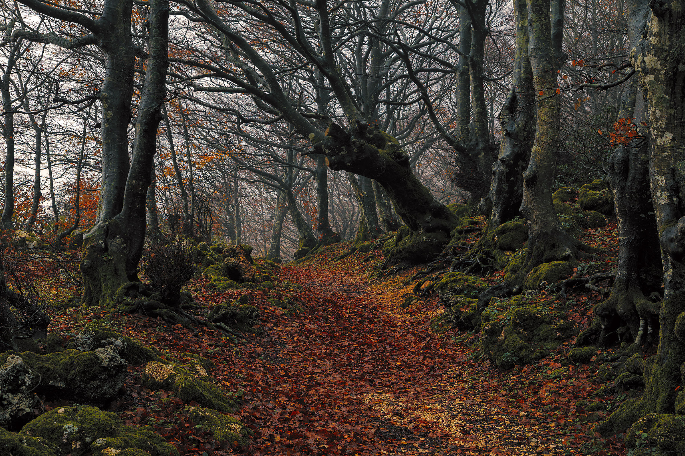 In the forest with mist ... a year later!