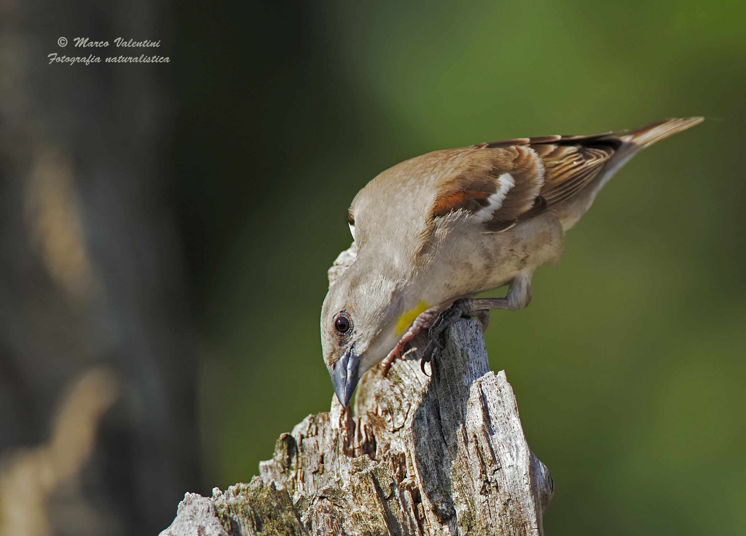 The curiosity of the Rock Sparrow