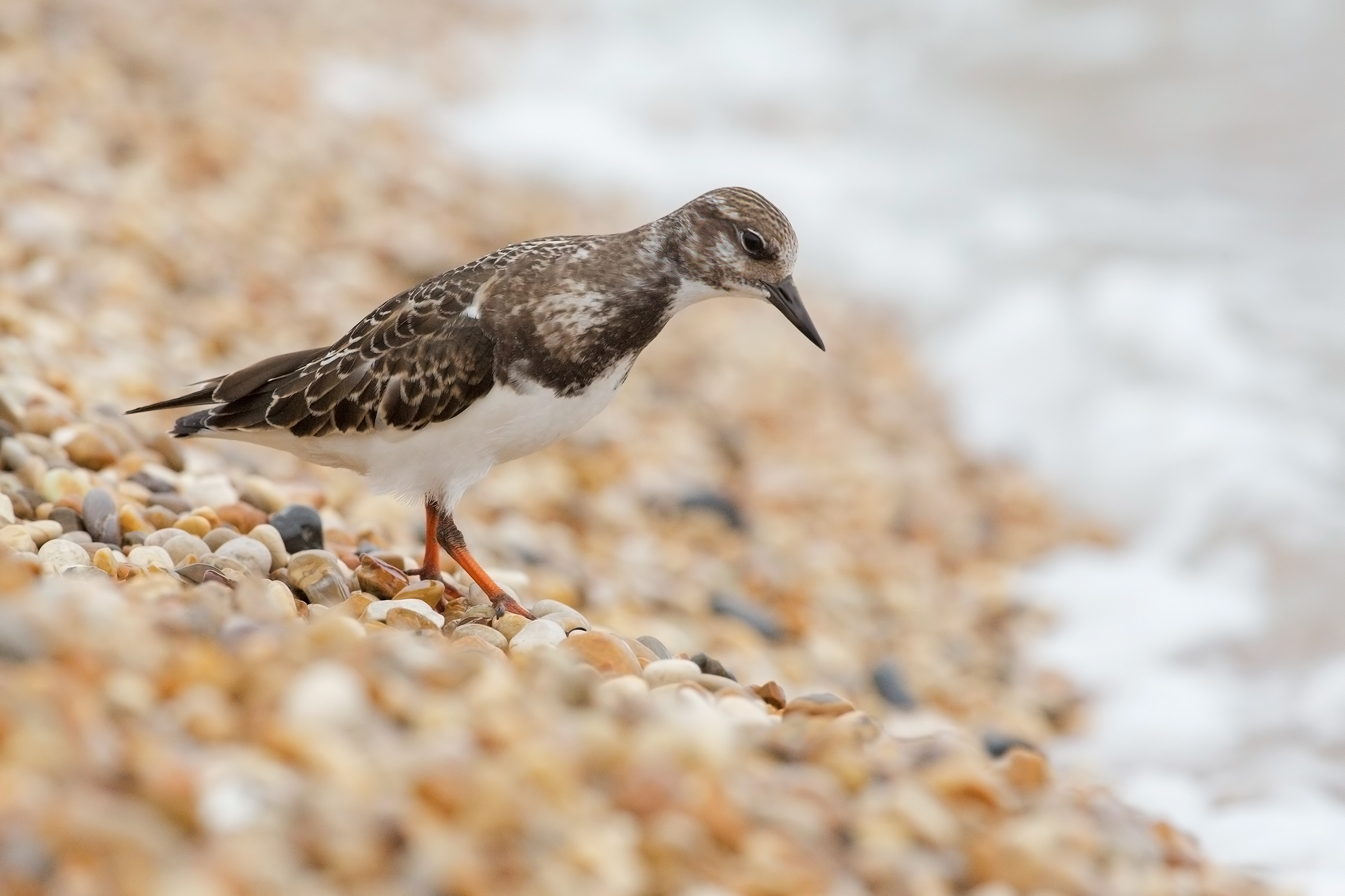 Il profumo del mare ( voltapietre )