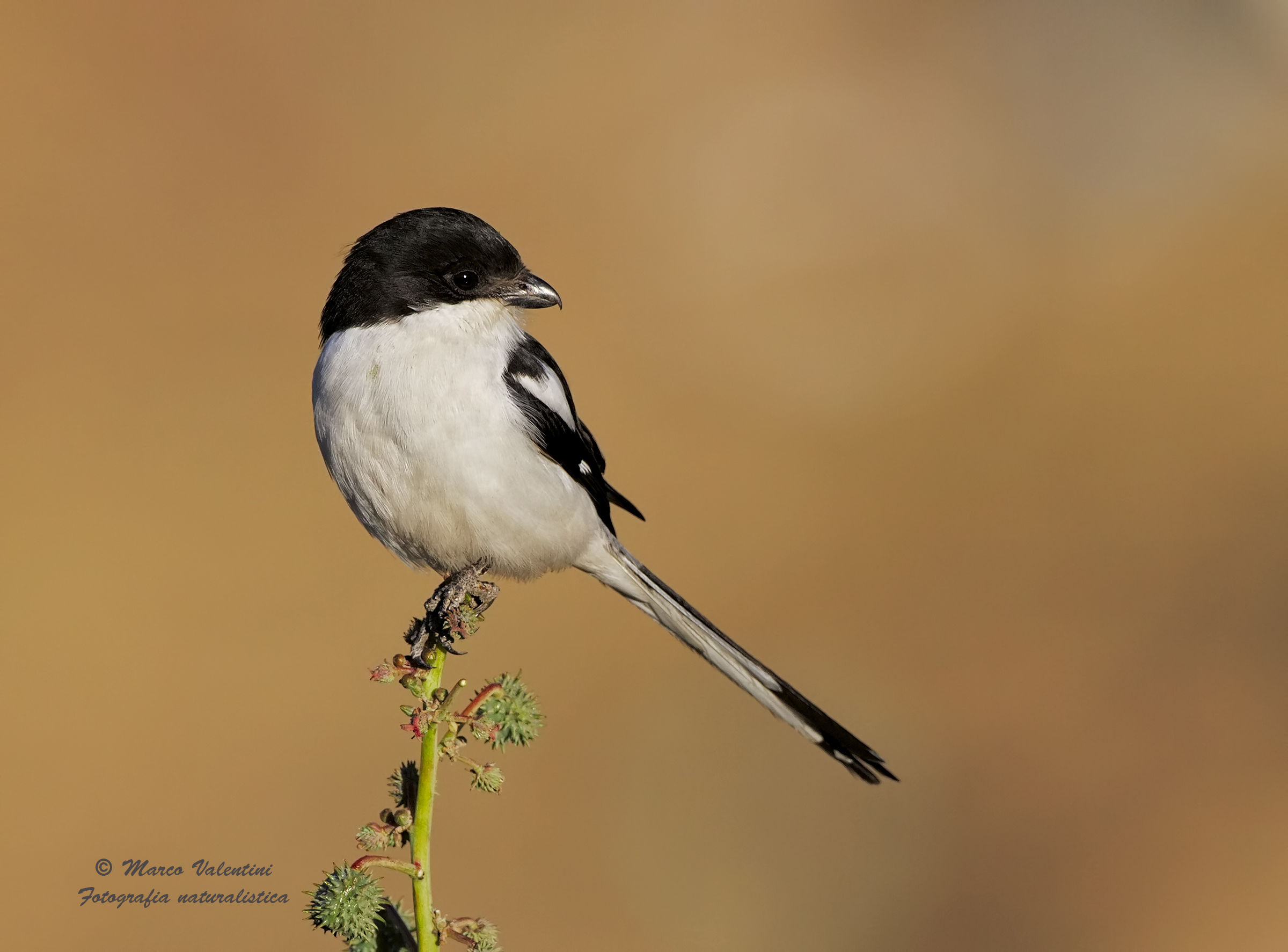 Having her on the stem