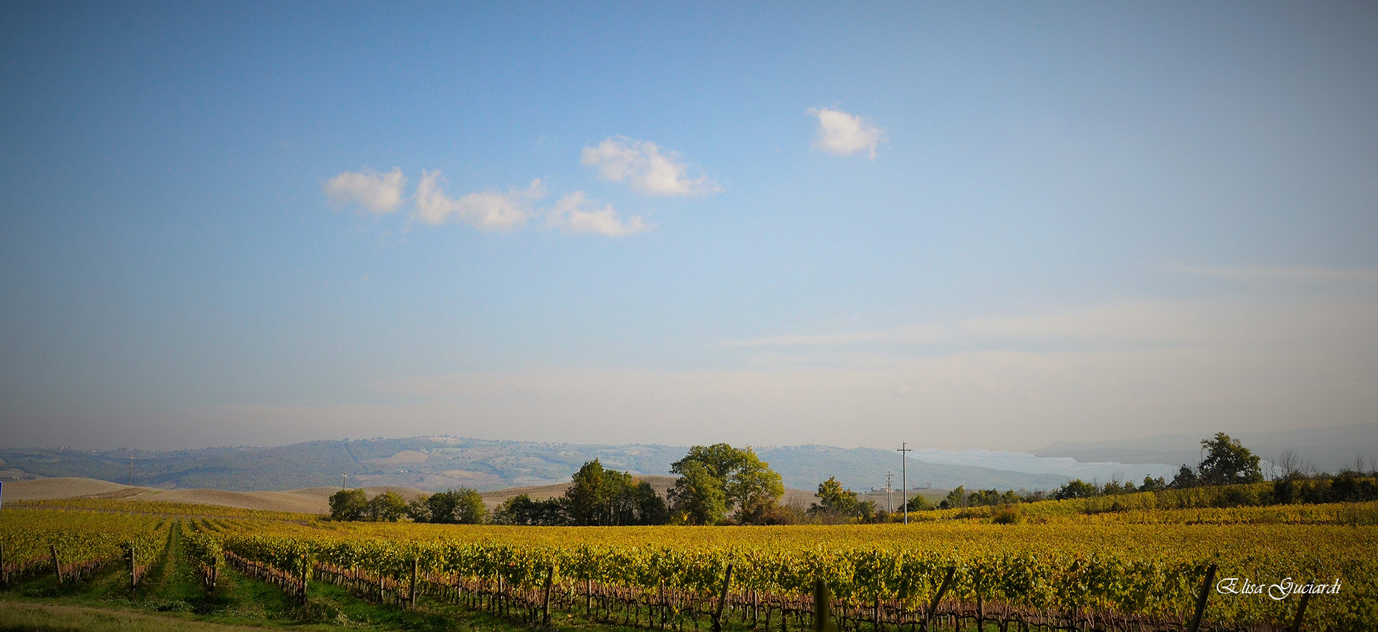 una vigna di brunello, Montalcino (si)