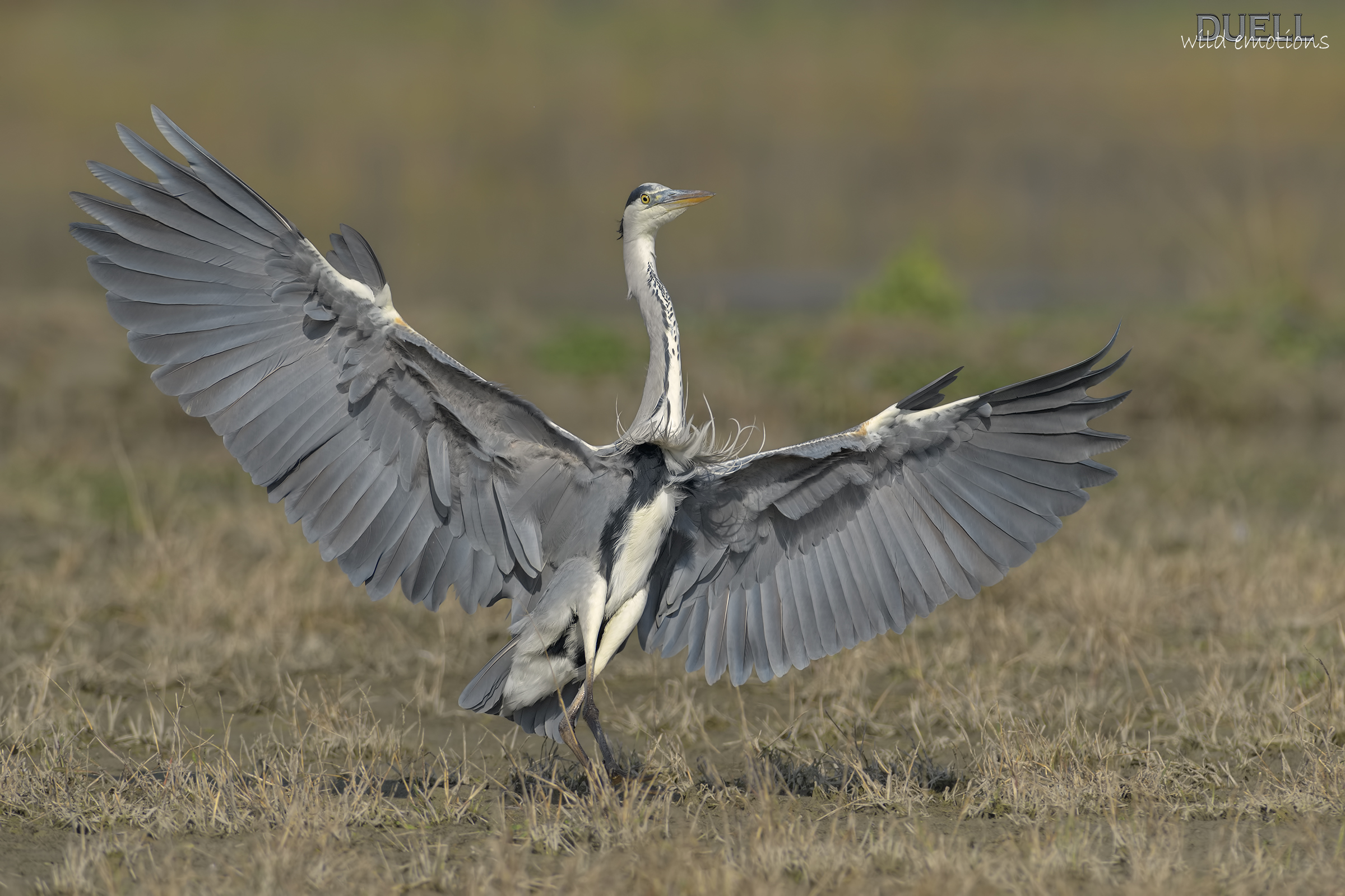 the largest wingspan of Heron