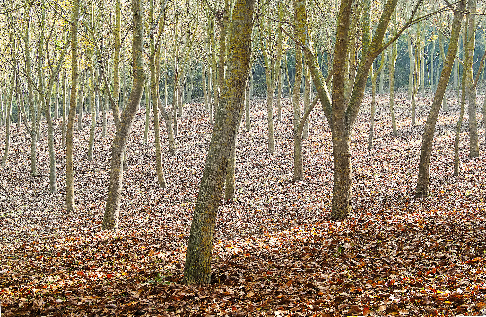 luce del mattino nel bosco