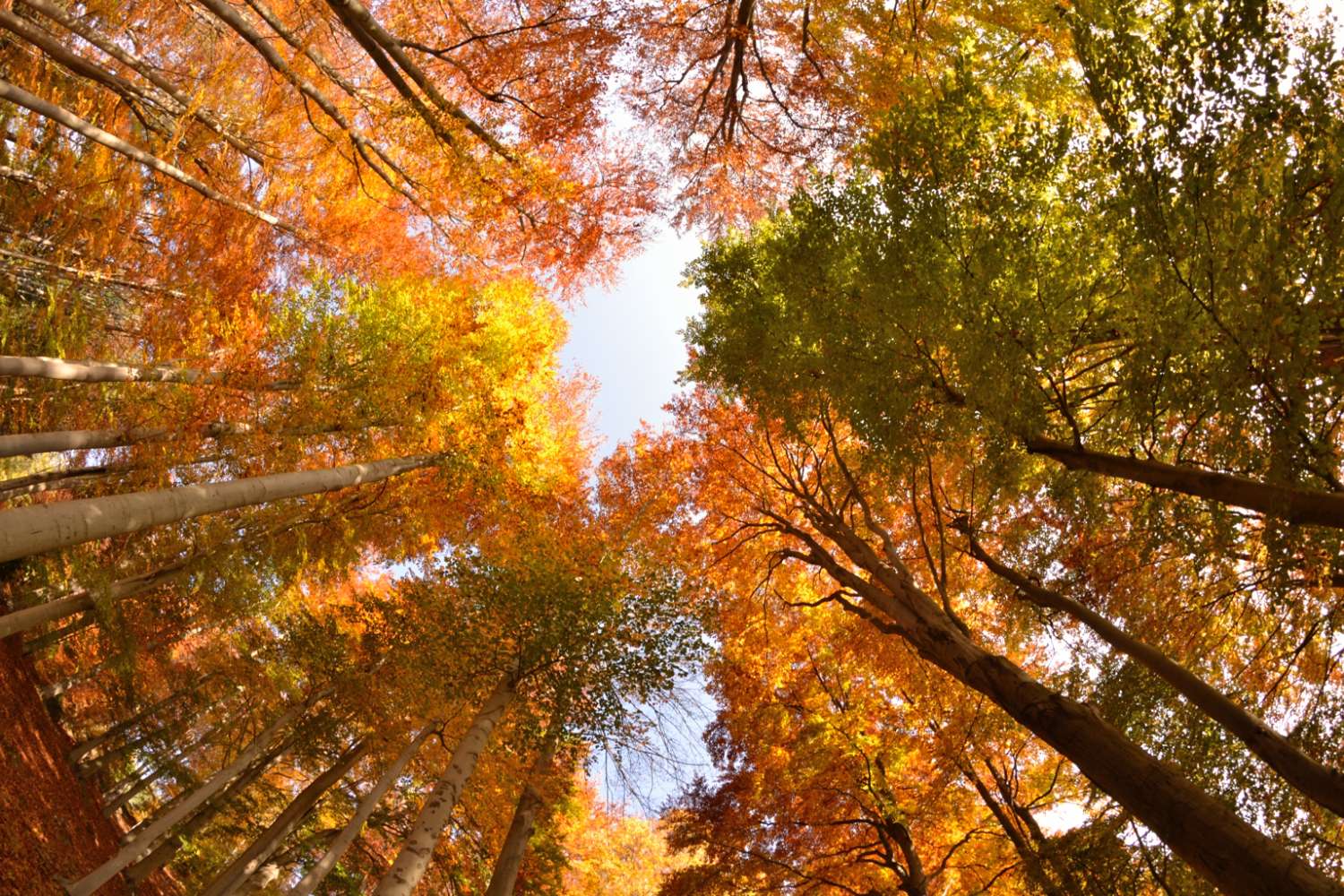Tunnel di colori,Burcina