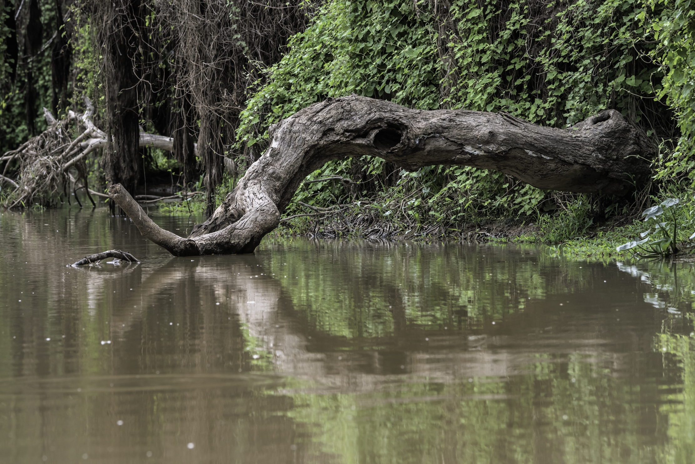 Pantanal 2015 - Sul Cuiabà