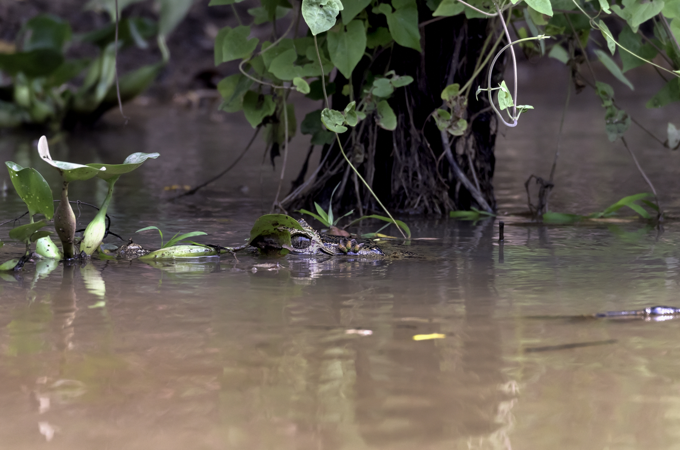 Pantanal 2015 -  L'occhio del Caimano