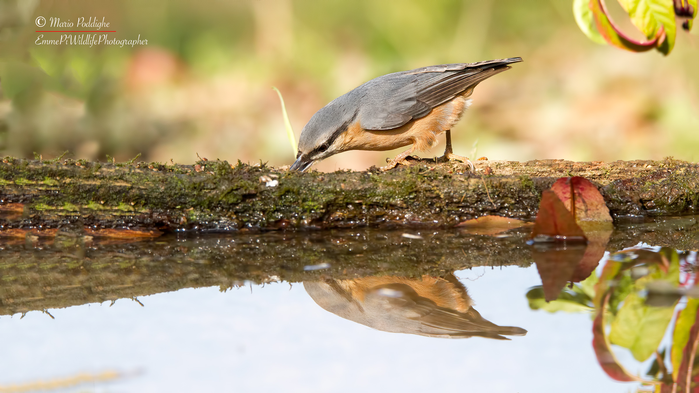 The colors of 'autumn