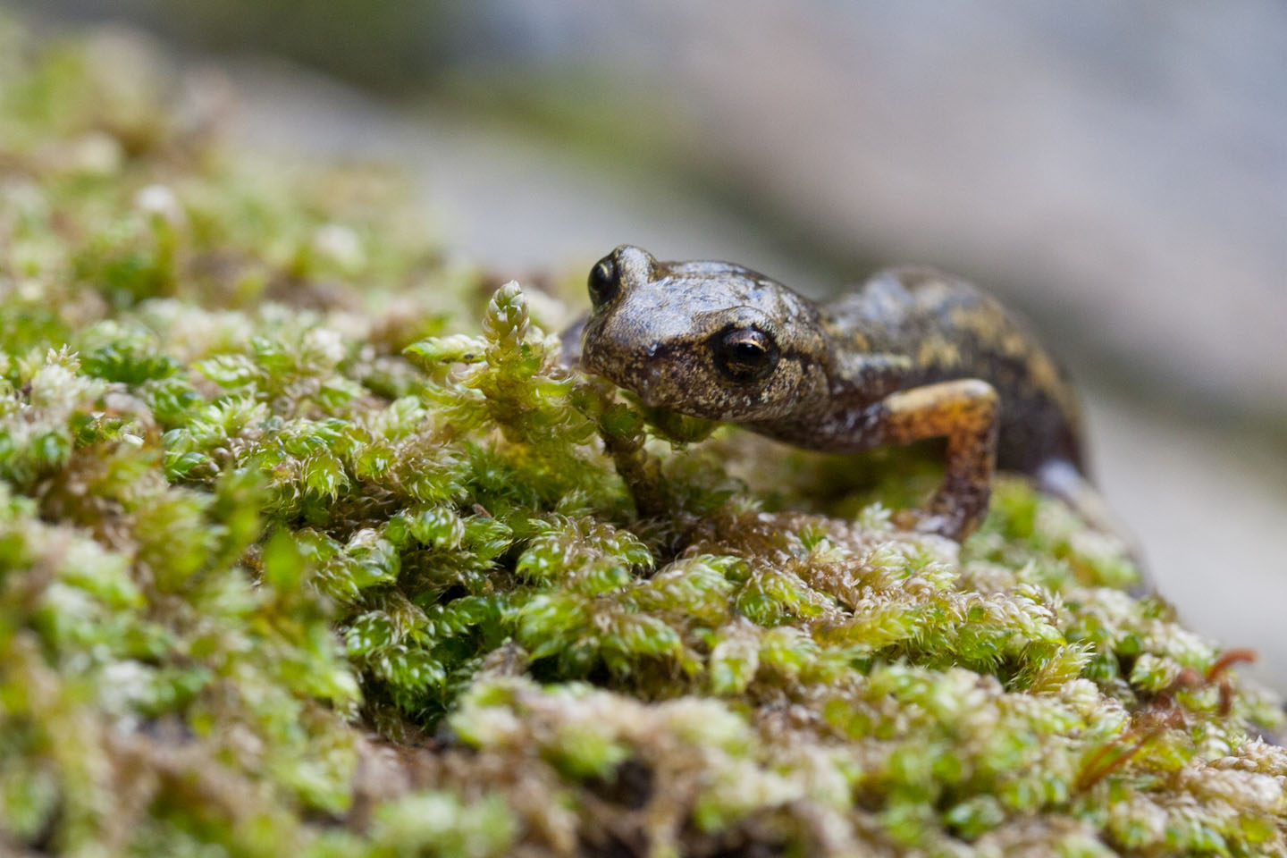 Speleomantes Dubois,