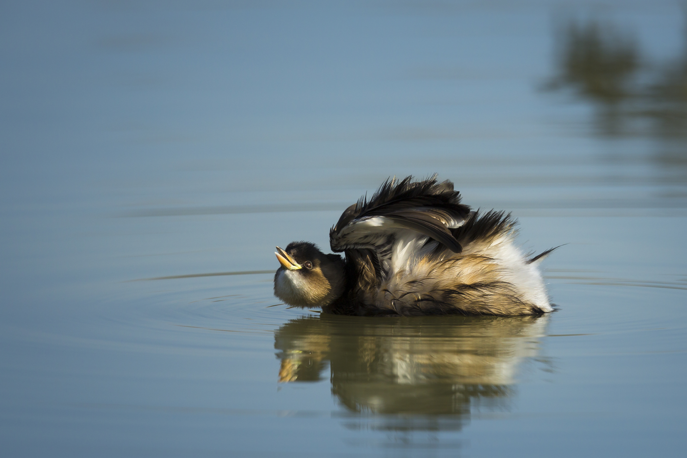 il tuffetto esibizionista