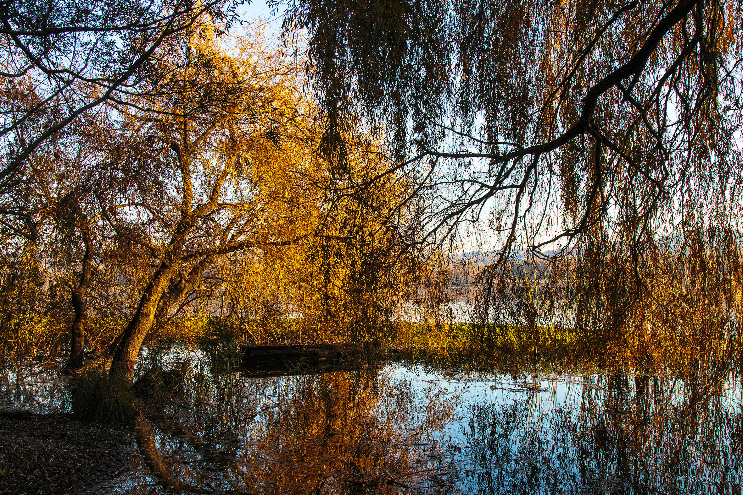Autumn colors on the lake 1